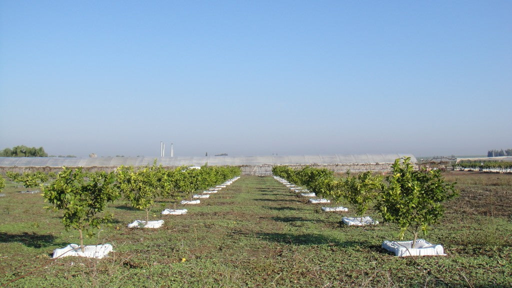 Texas Drought Buster Weed Control Mat and Irrigation Pan